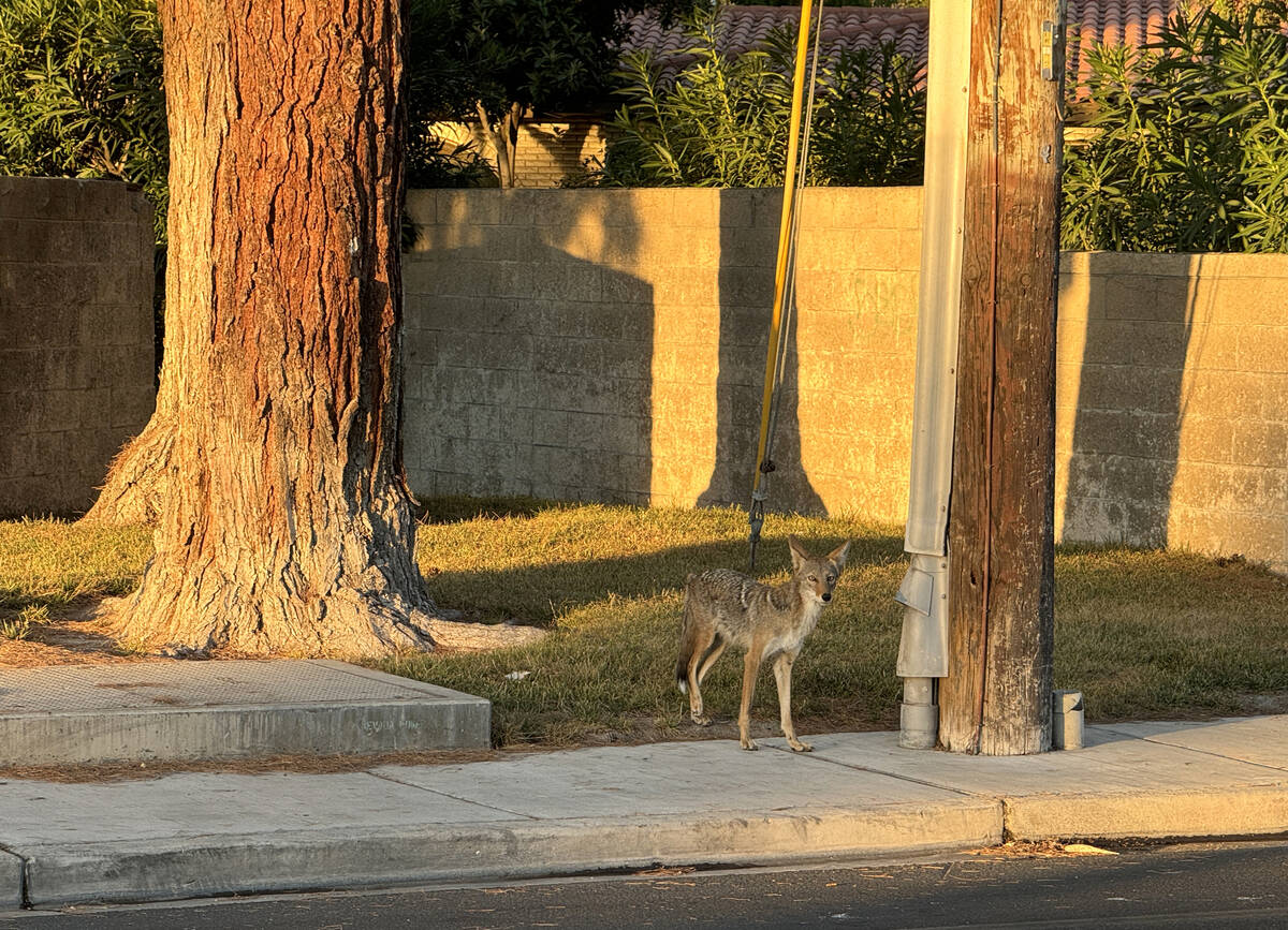 A coyote is seen on Alta Drive just east of Rancho Drive in Las Vegas Sunday, June 30, 2024. (K ...