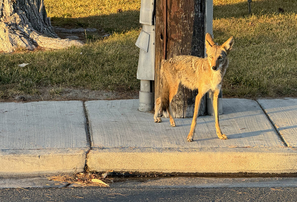 A coyote is seen on Alta Drive just east of Rancho Drive in Las Vegas Sunday, June 30, 2024. (K ...