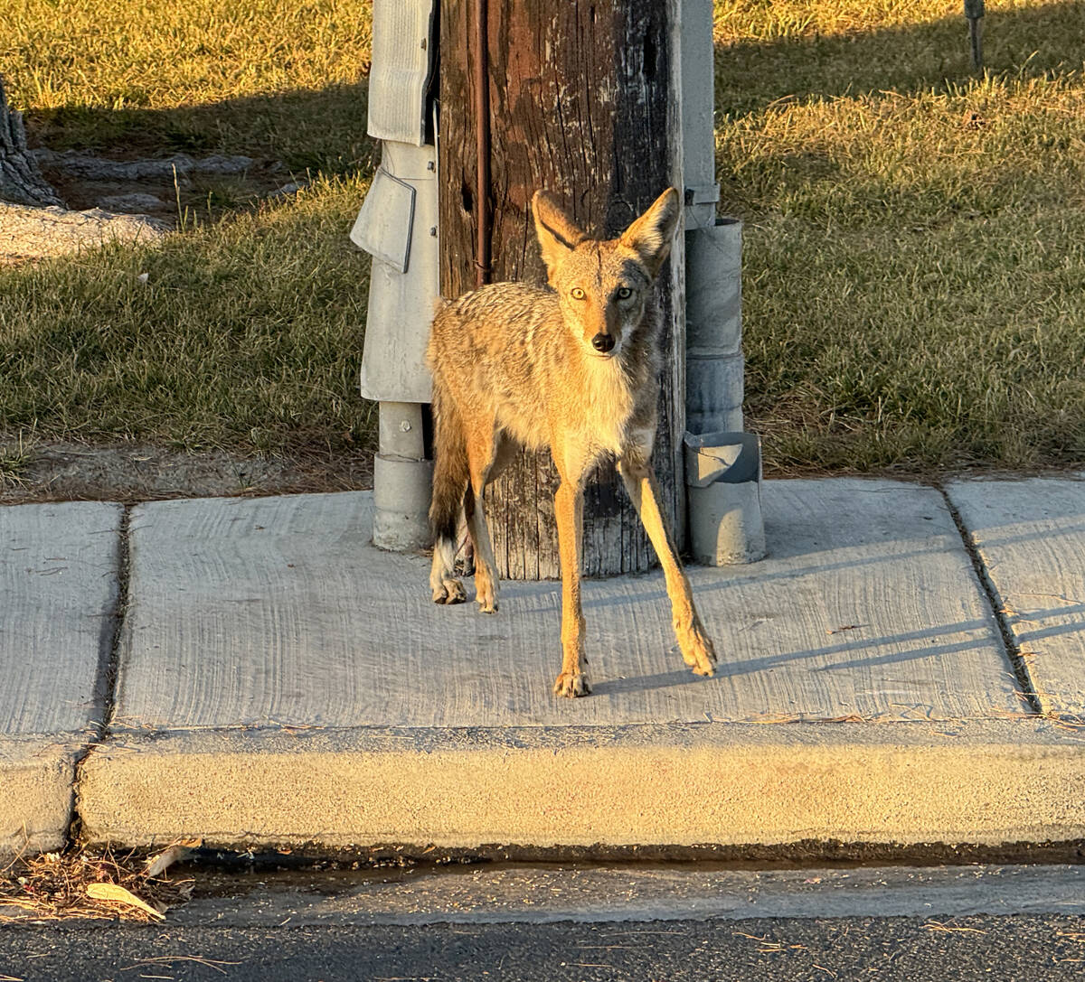 A coyote is seen on Alta Drive just east of Rancho Drive in Las Vegas Sunday, June 30, 2024. (K ...