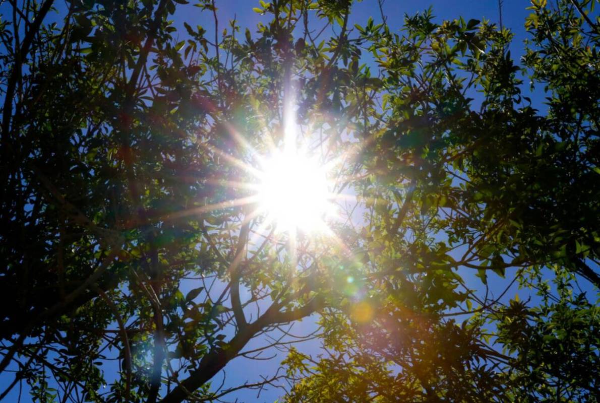 The afternoon sun light rays pierce through tree branches at Bruce Trent Park, on Monday, July ...