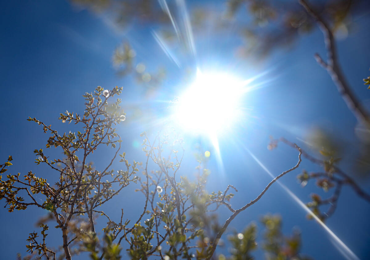 The sun shining through a Creosote bush at Red Rock Canyon National Conservation Area just outs ...