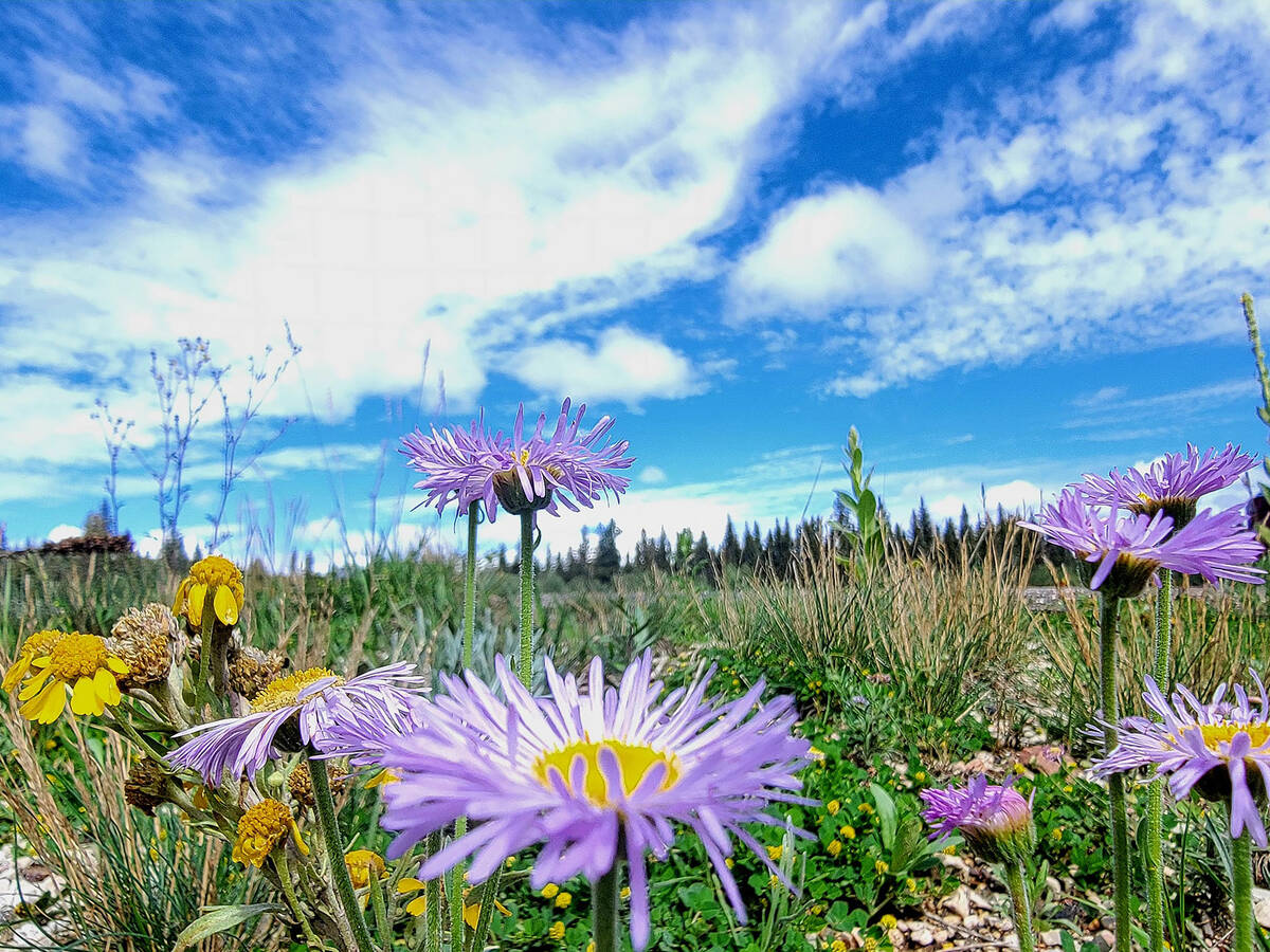 Wildflowers line roads and trails in July at the North Rim of Grand Canyon National Park. (Nata ...