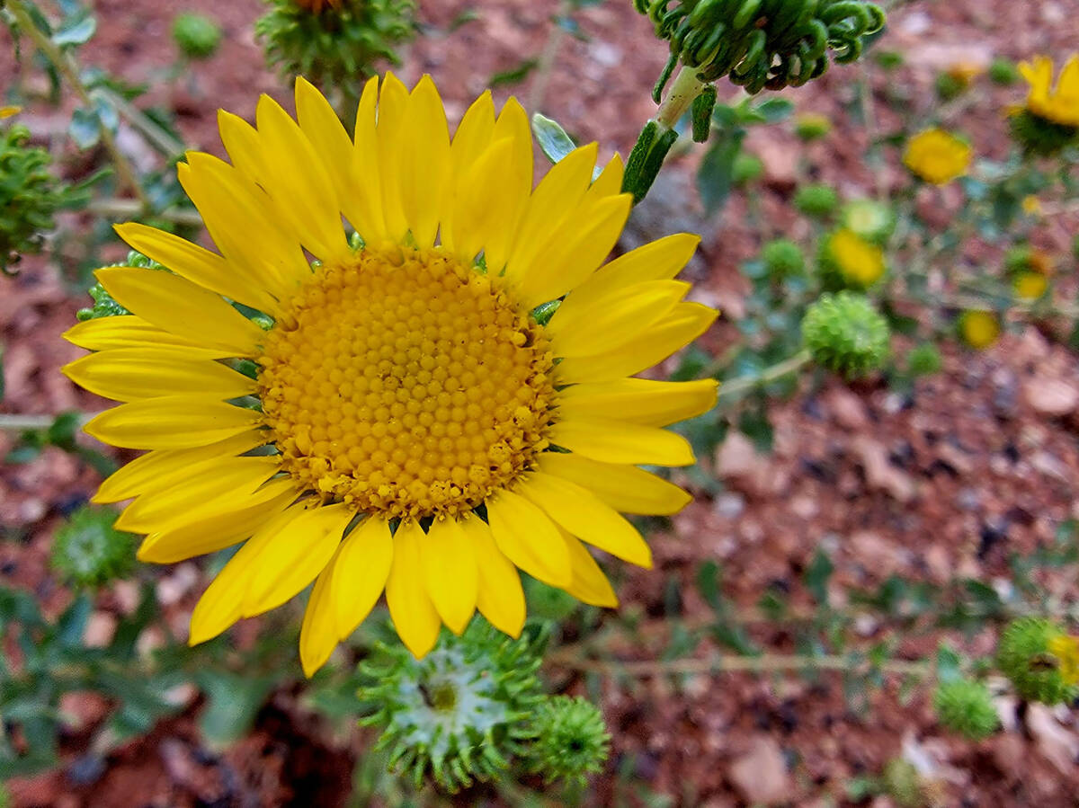 Wildflowers line roads and trails in July at the North Rim of Grand Canyon National Park. (Nata ...