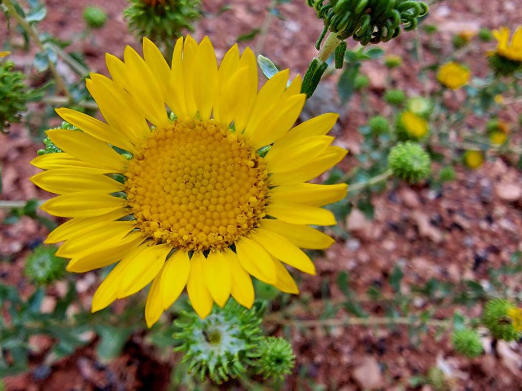 Wildflowers line roads and trails in July at the North Rim of Grand Canyon National Park. (Nata ...