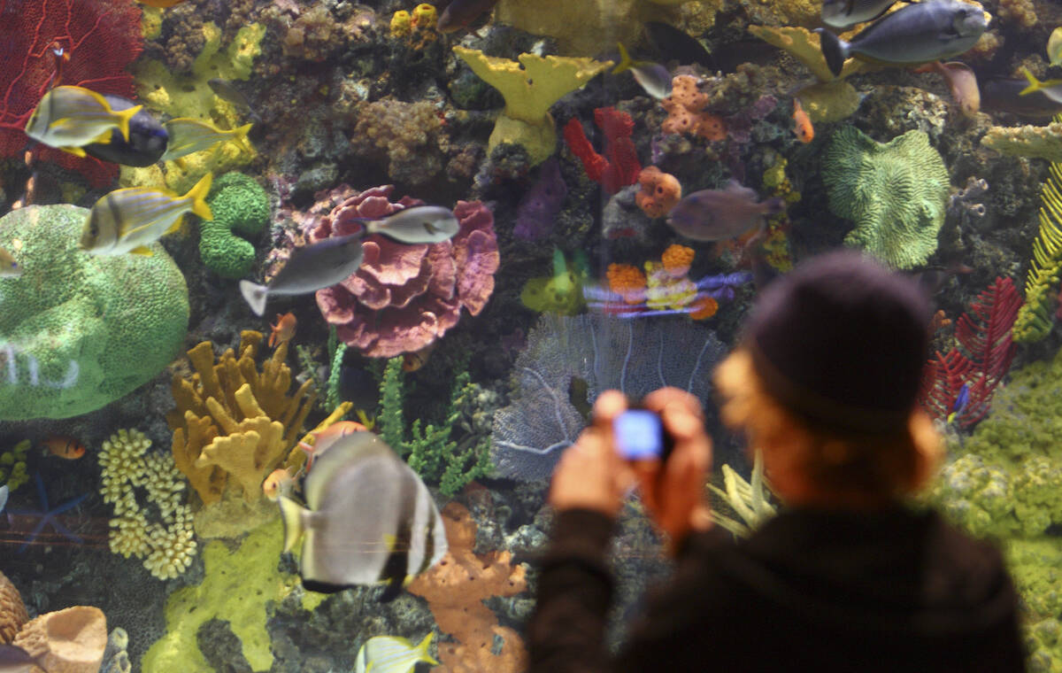 A tourist photographs tropical fish in the 20,000-gallon aquarium in the lobby of The Mirage ho ...