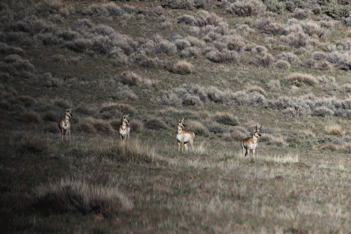 American pronghorn depend on the sagebrush habitat found in Sheldon National Wildlife Refuge. T ...