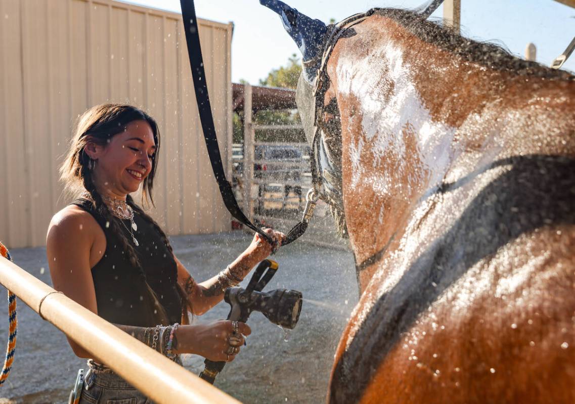 Claire McCaffery cools down Ruger with a morning shower at Talisman Farm in Las Vegas, Wednesda ...