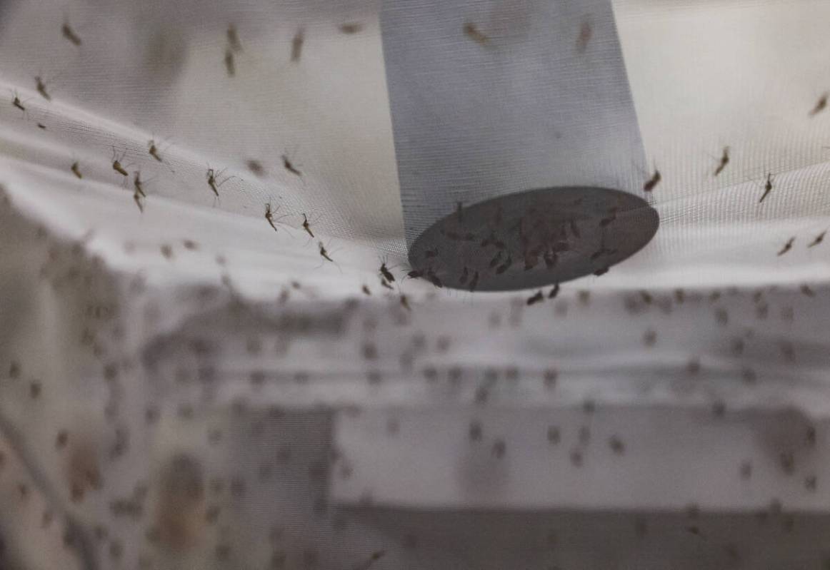 Mosquitoes feed off a device with blood in a lab at UNLV in Las Vegas, Tuesday, June 11, 2024. ...