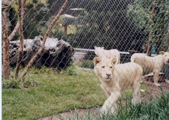 White tigers walk around their enclosure in the the Siegfried & Roy's Secret Garden and Dolphin ...
