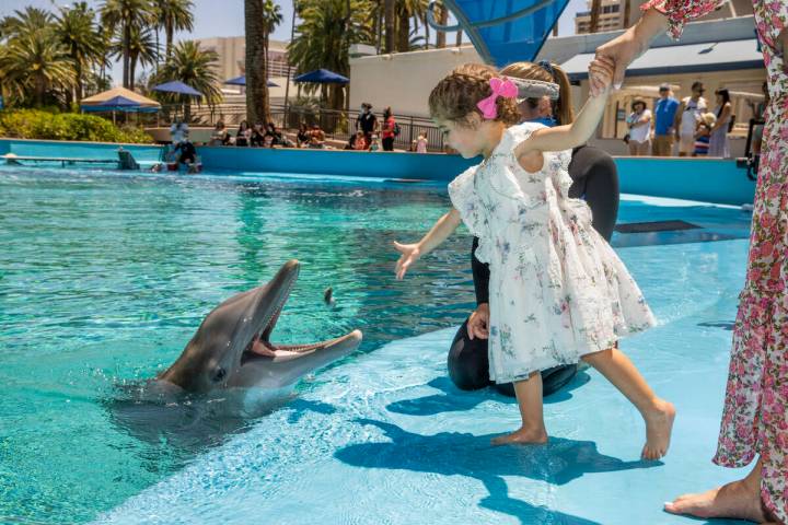 (From left) Sophie Santos, 3, feeds Maverick with instructions from Dolphin Care Specialist Jen ...