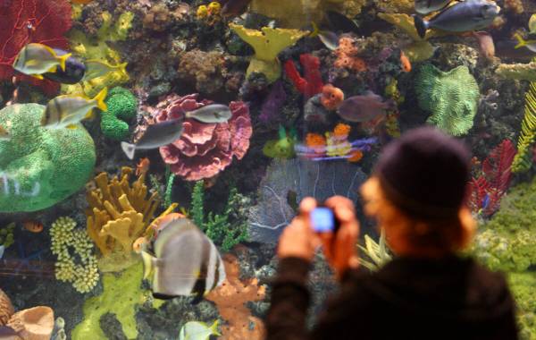A tourist photographs tropical fish in the 20,000-gallon aquarium in the lobby of The Mirage ho ...