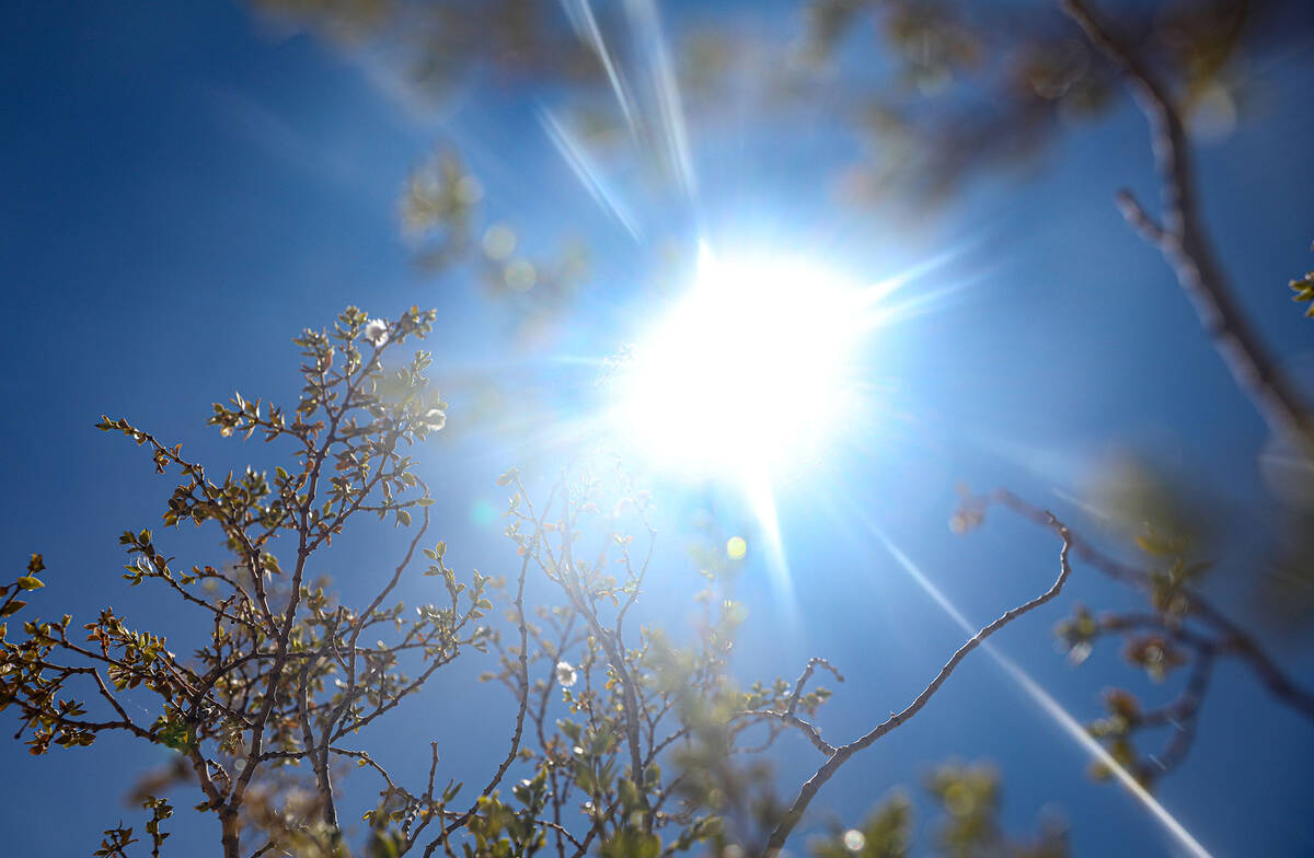The sun shining through a creosote bush at Red Rock Canyon National Conservation Area just outs ...