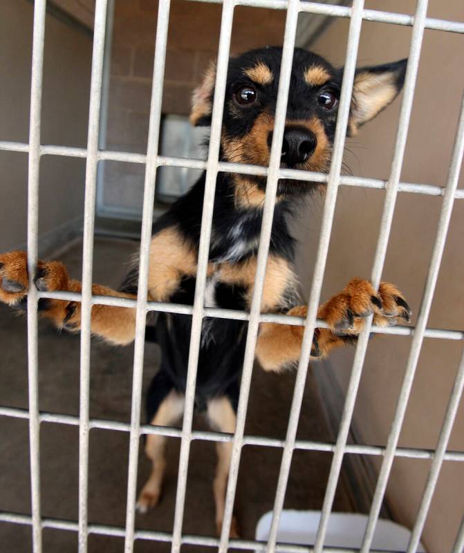 JOHN GURZINSKI/LAS VEGAS REVIEW-JOURNAL VIEW-----One of the many dogs available for adoption a ...