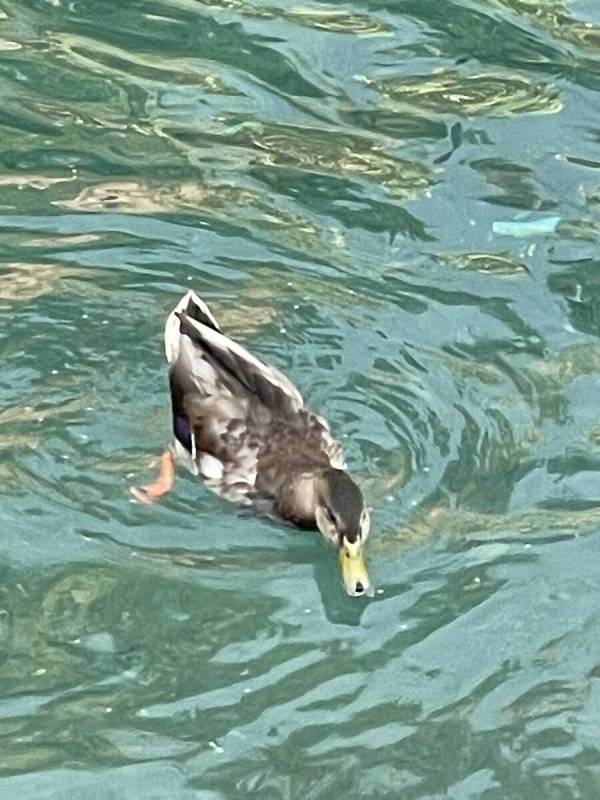 A mallard is seen swimming in the water in front of The Mirage in Las Vegas in this undated pho ...