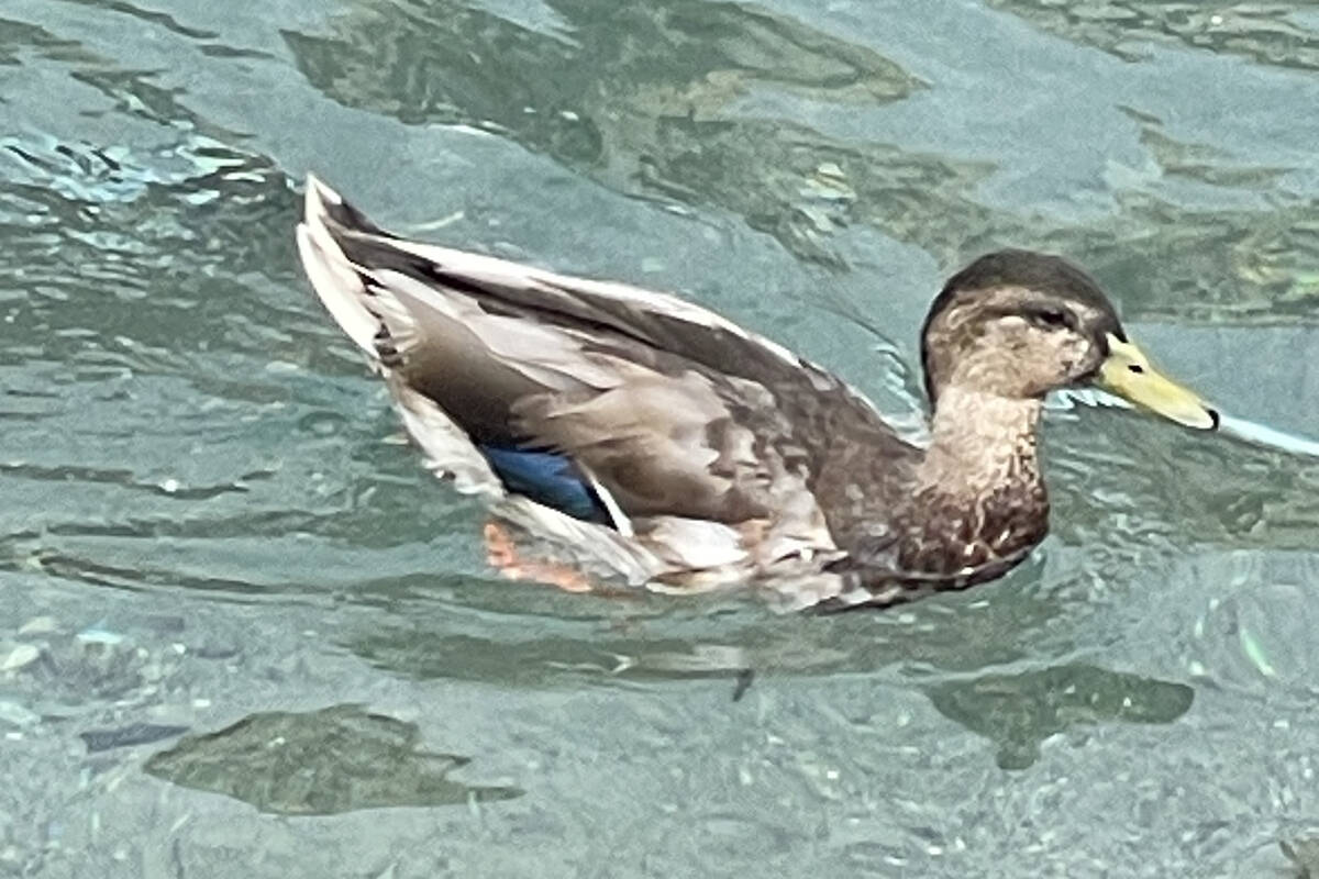 A mallard is seen swimming in the water in front of The Mirage in Las Vegas in this undated pho ...