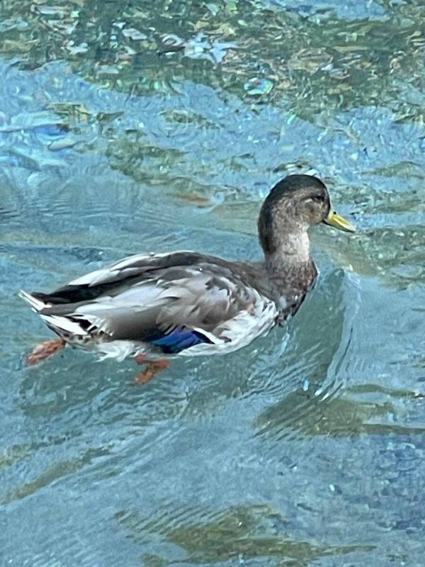 A mallard is seen swimming in the water in front of The Mirage in Las Vegas in this undated pho ...