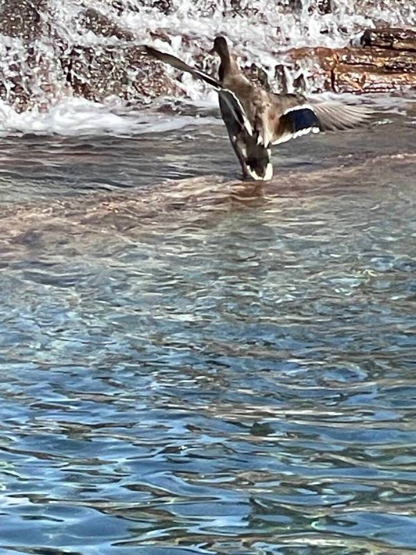 A mallard is seen swimming in the water in front of The Mirage in Las Vegas in this undated pho ...