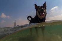 A dog stands in the Mediterranean Sea in Hadera, Israel, as it tries to cool off during a hot s ...
