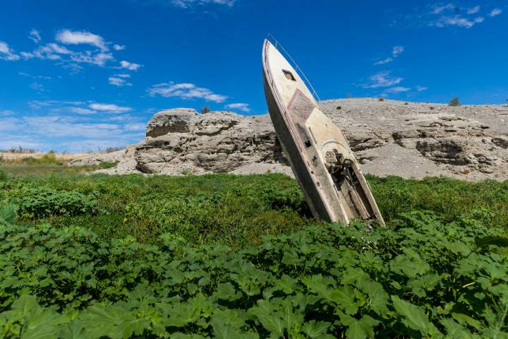 A boat sticking up along the shoreline in Government Wash is now surrounded by plants at the La ...