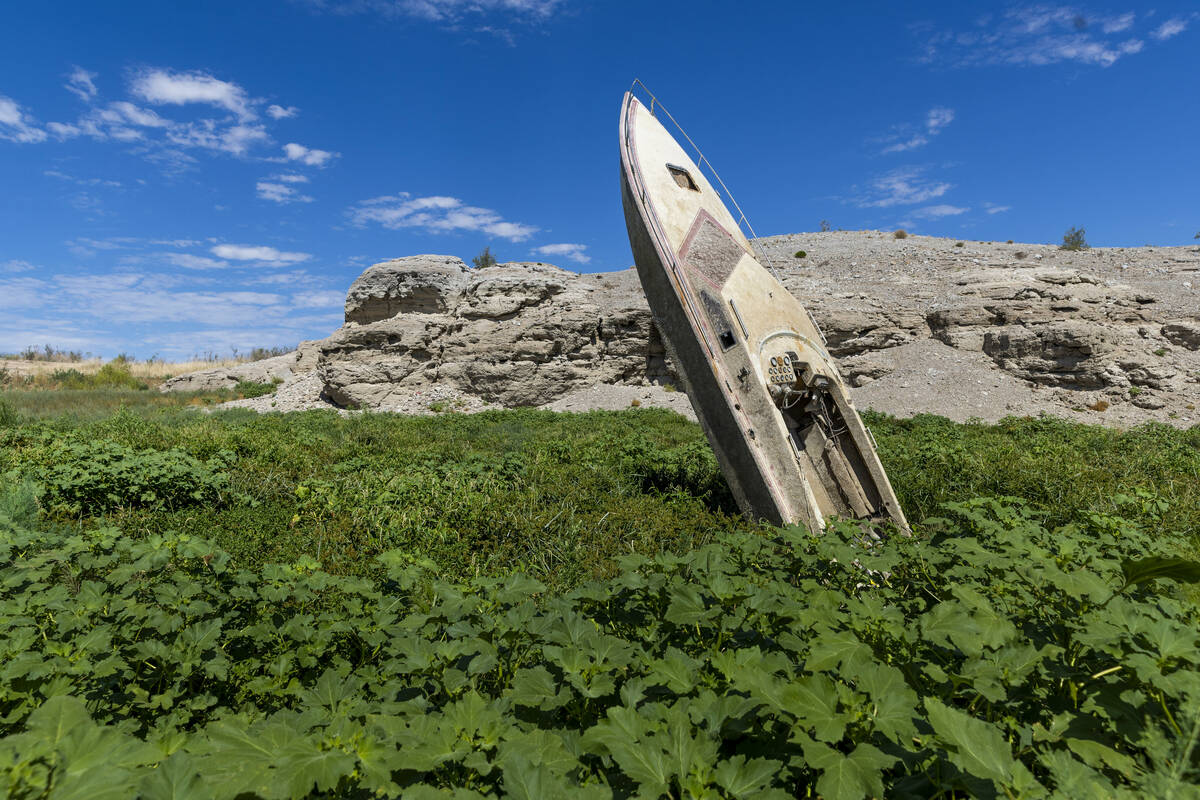 A boat sticking up along the shoreline in Government Wash is now surrounded by plants at the La ...