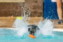 Jinx the dog jumps in the water to retrieve a toy during Dog Daze of Summer event where dogs sw ...