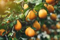 Fall or spring is typically the ideal time to plant Meyer lemons. (Getty Images)