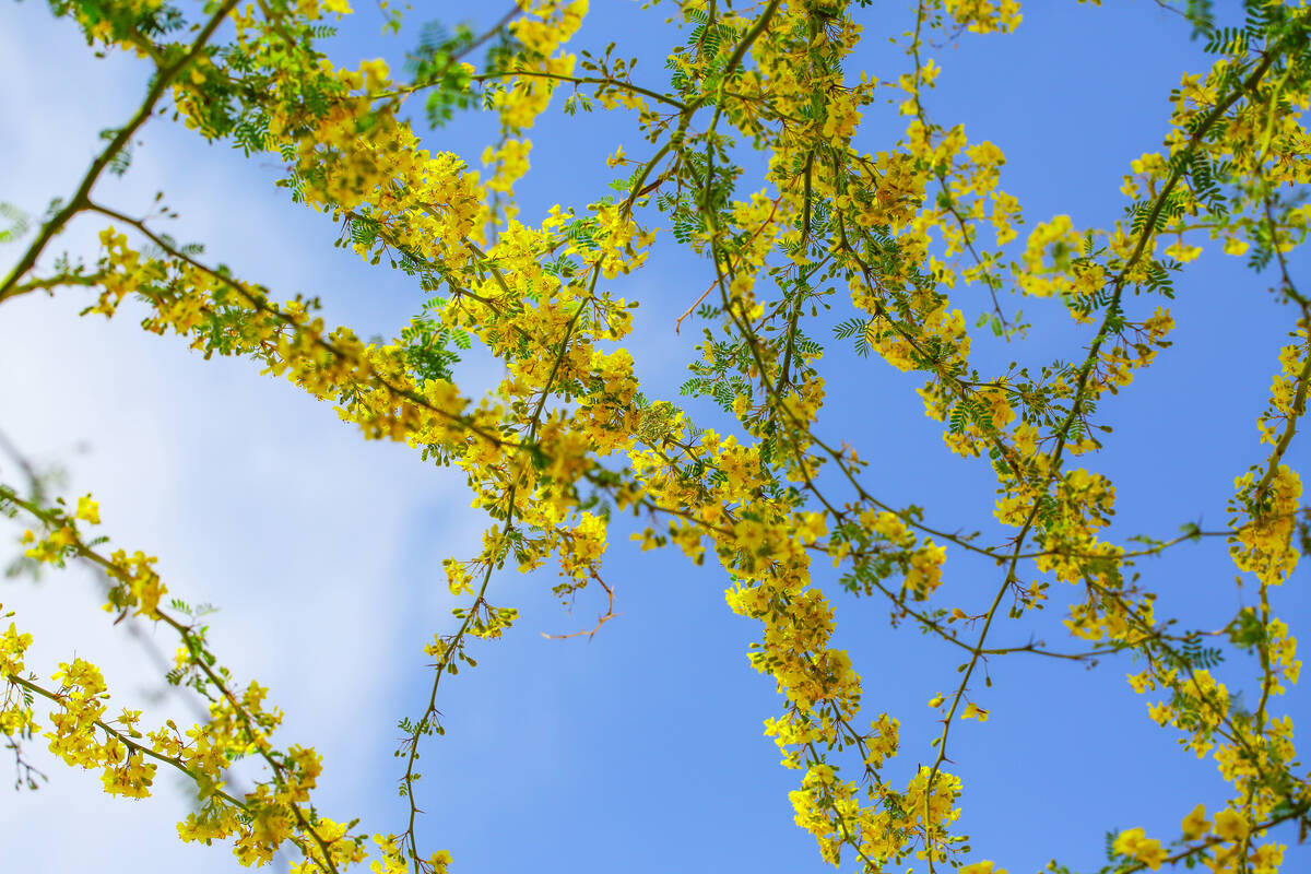 A desert native, palo verde does well with deep but infrequent irrigation. (Getty Images)