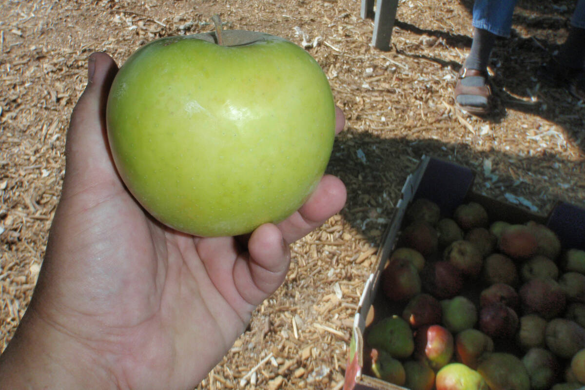 Mutsu apple, which yields large, green fruit, will grow in the Las Vegas Valley. (Bob Morris)