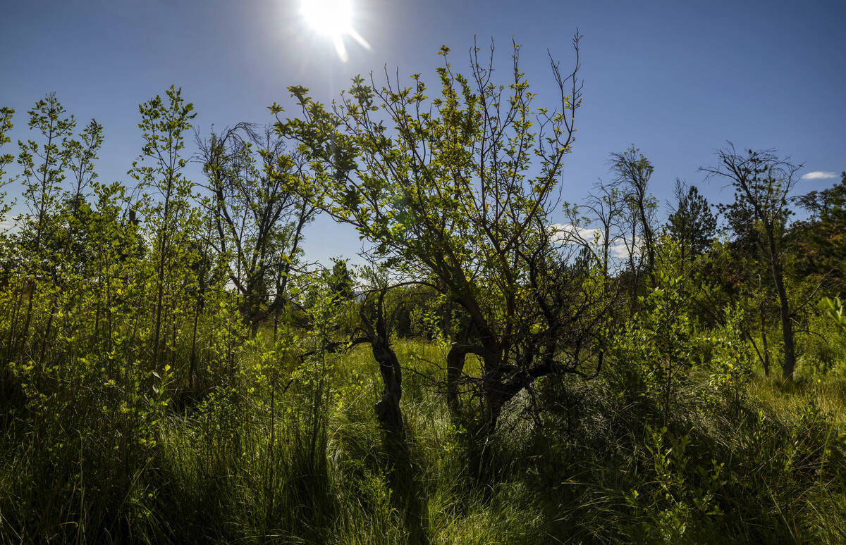 A lush meadow which once held an apple orchard is about the foundation of the former Horace Wil ...