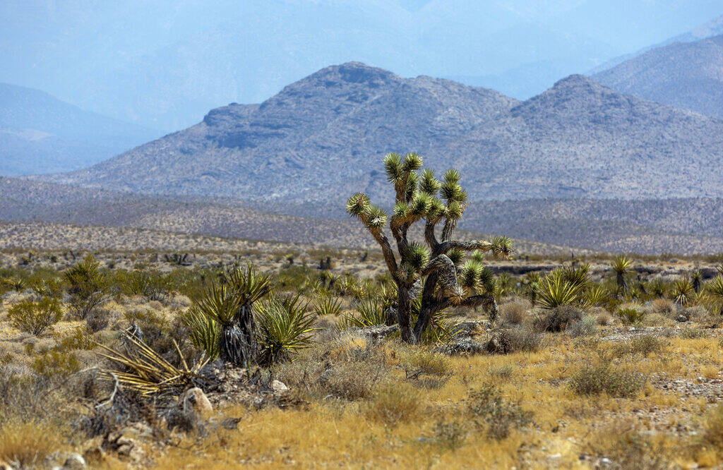 The new Spaceport property features Joshua trees amongst other desert vegetation on Saturday, J ...