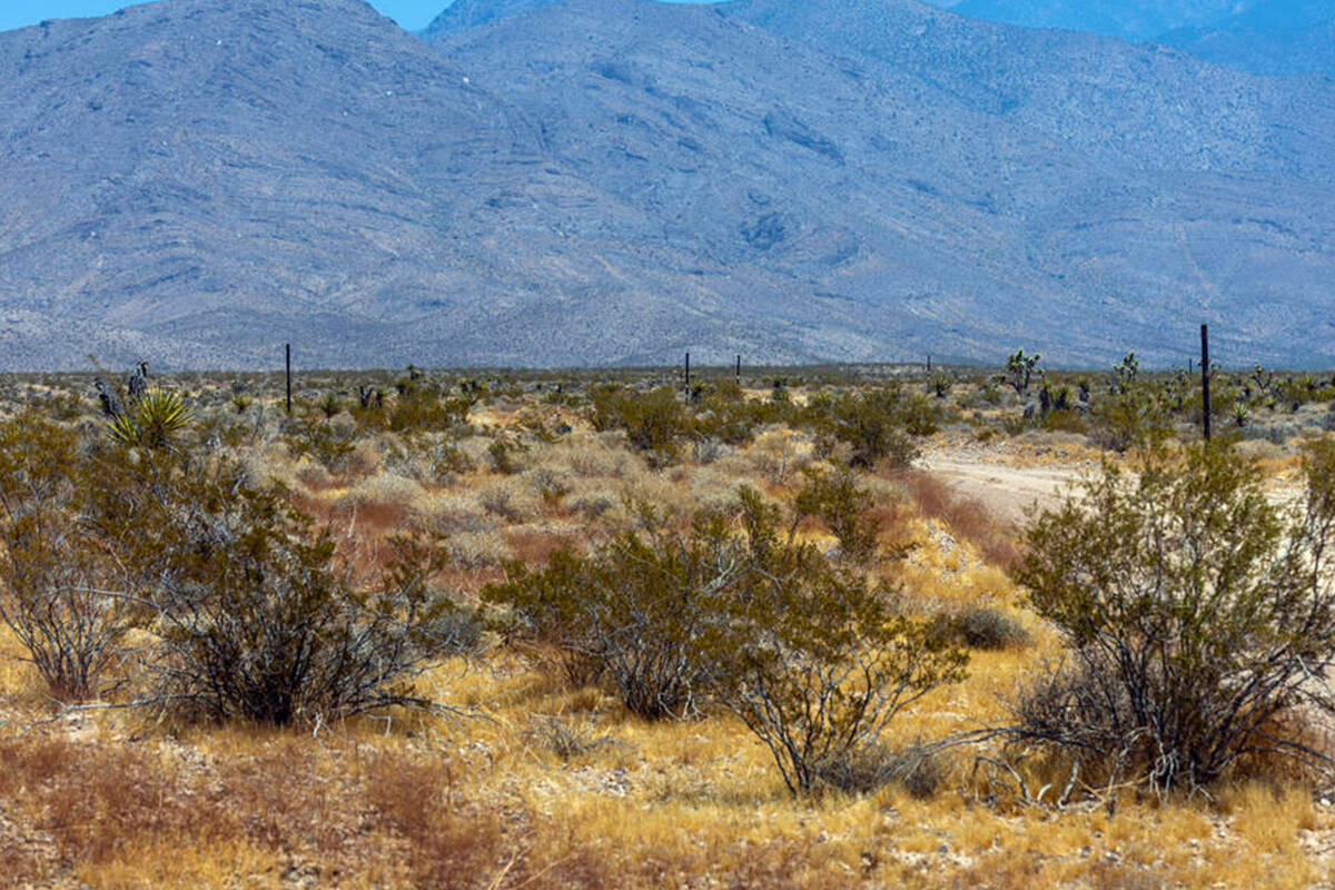 Poles line to existing dirt road out to the new Spaceport property on Saturday, July 27, 2024, ...