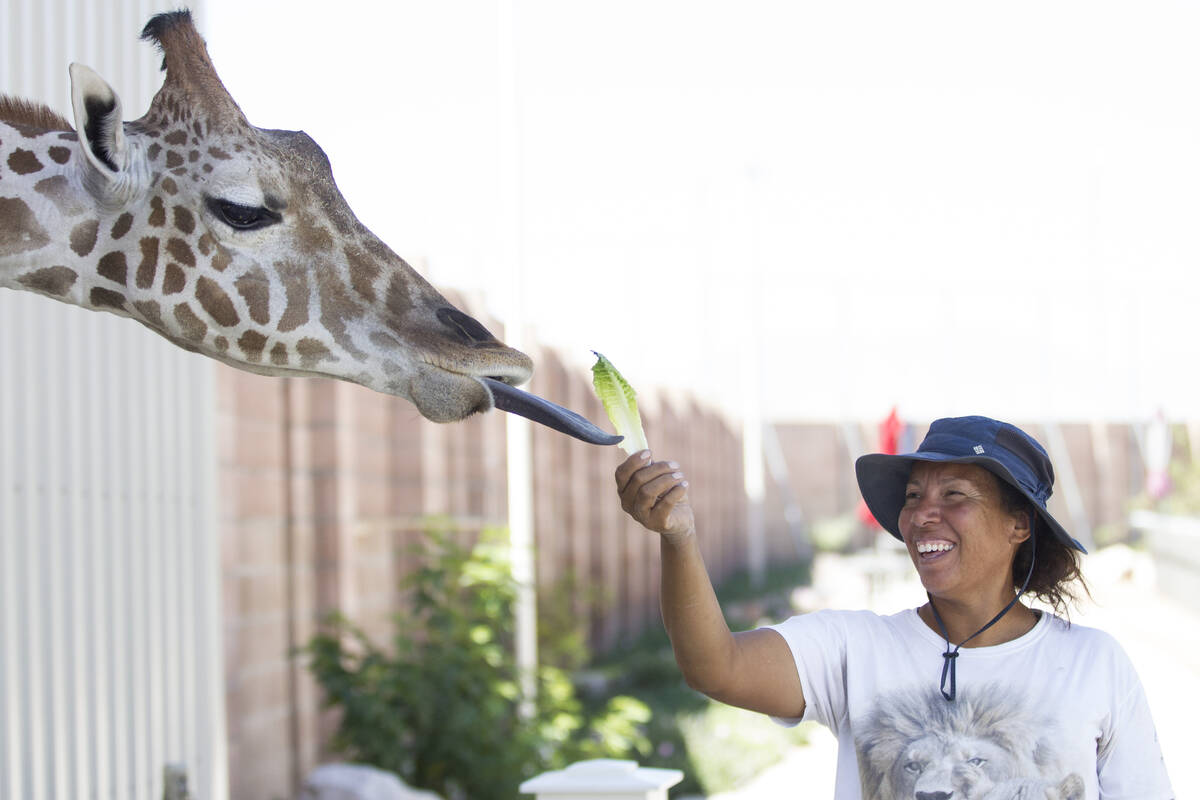 Ozzie if fed by Cristina Cuellar, manager at the Lion Habitat Ranch, inside the giraffe's newly ...