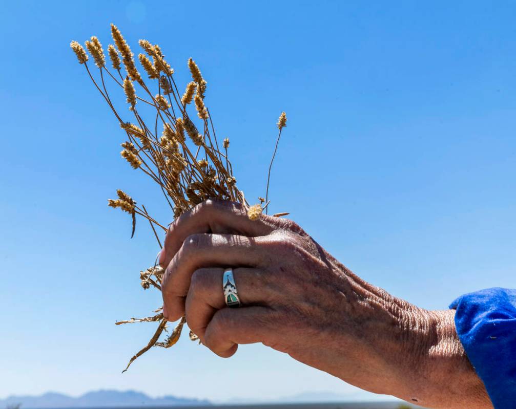 Environmentalist Laura Cunningham holds some desert plantain, a favorite of the tortoise, adjac ...