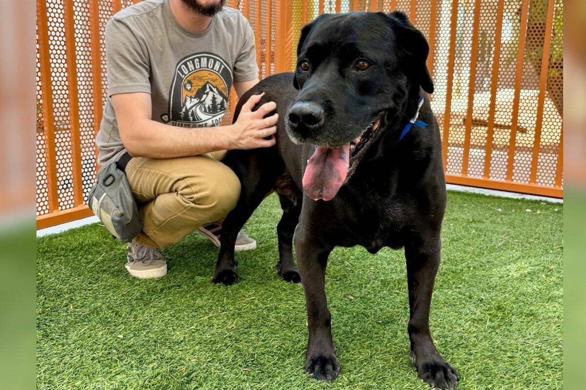 Duke, an adoptable dog in Las Vegas, is seen in this photo. (Courtesy The Animal Foundation/Fac ...