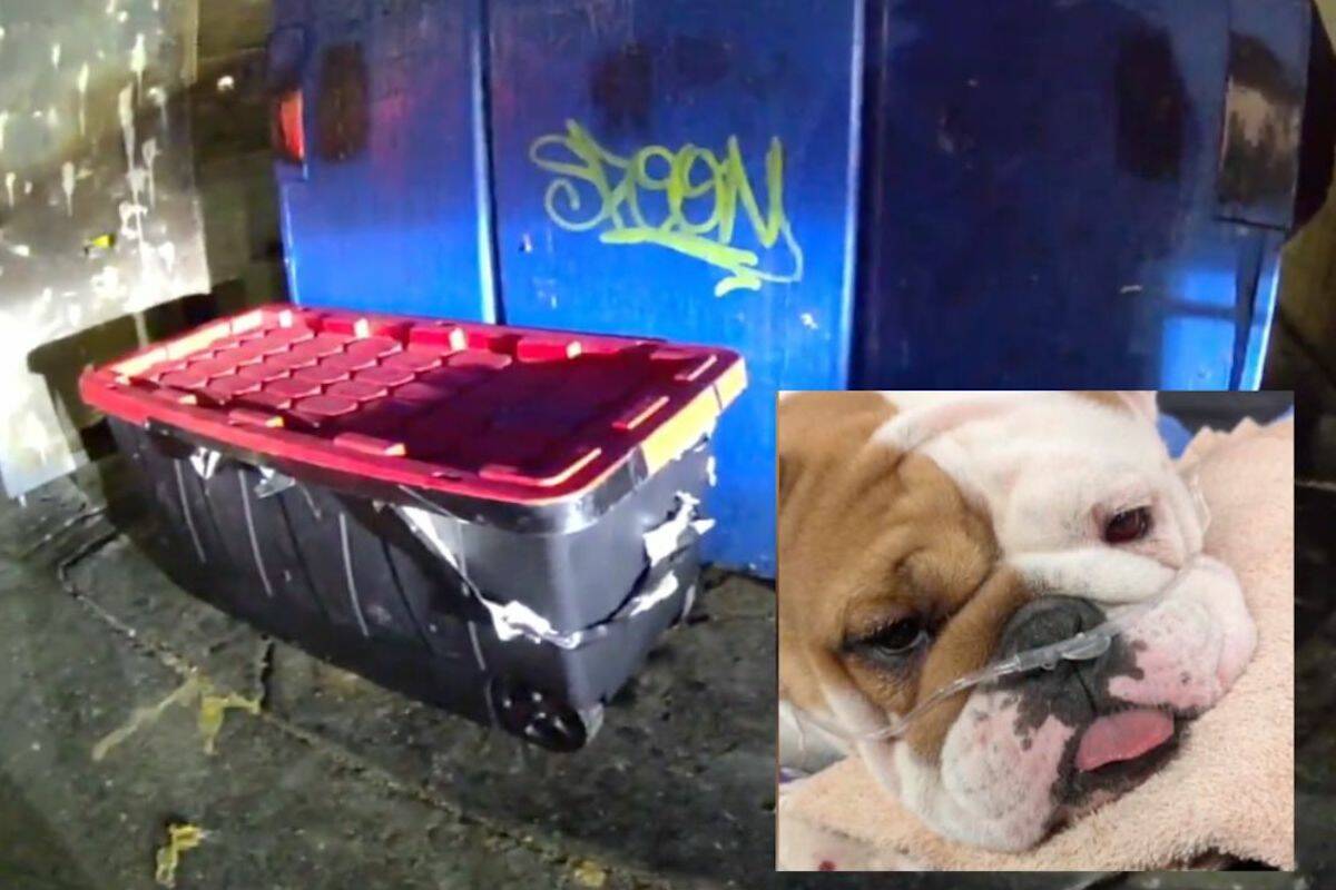 Las Vegas police are investigating after a dog was found inside a container that was taped shut ...