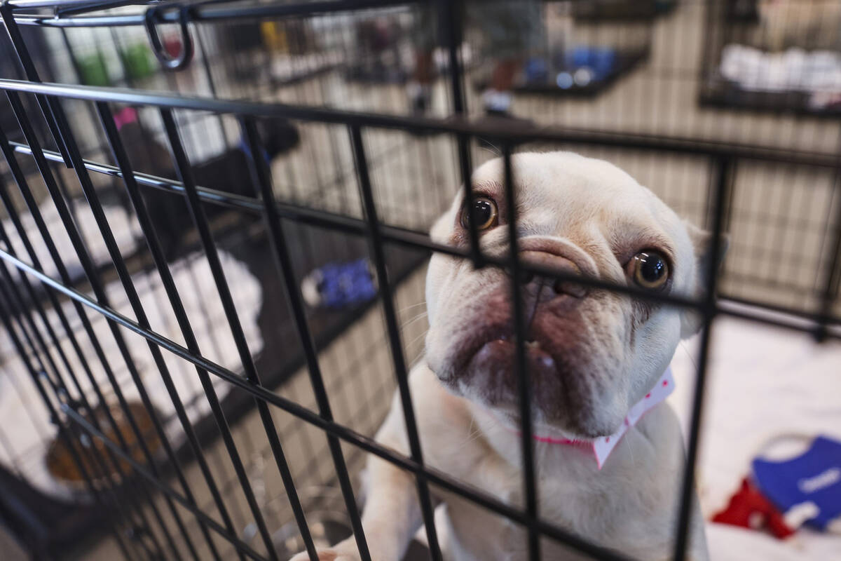 A dog that was recovered from an illegal breeding operation in a cage at The Animal Foundation ...