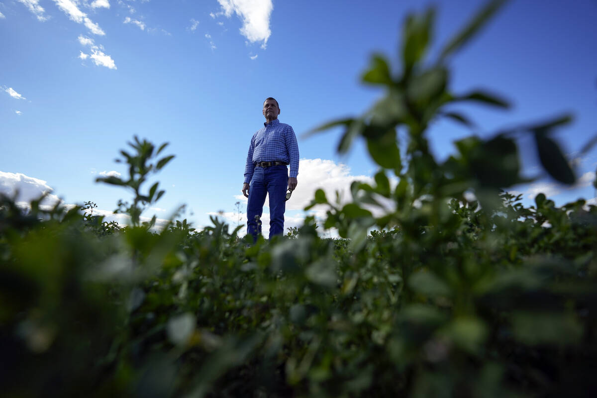 Tom Brundy stands among alfalfa on one of the fields at his farm on Feb. 28, 2023, near Calexic ...