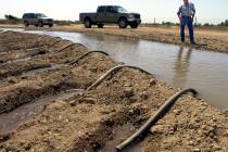 Farmer John Hawk stands by as he irrigates his onion fields in California's Imperial Valley nea ...