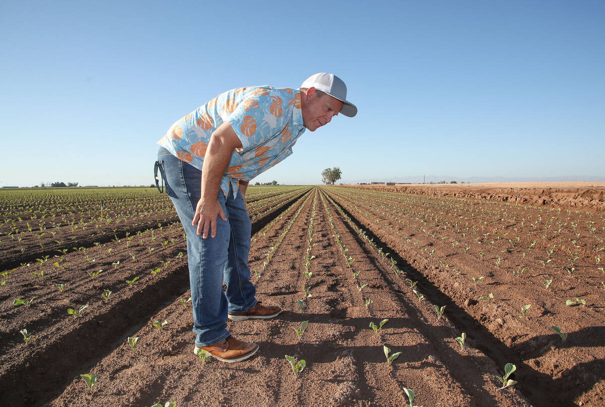 Imperial Valley farmer Jack Vessey checks on his crops in Holtville, Calif., on Sept. 6, 2023.