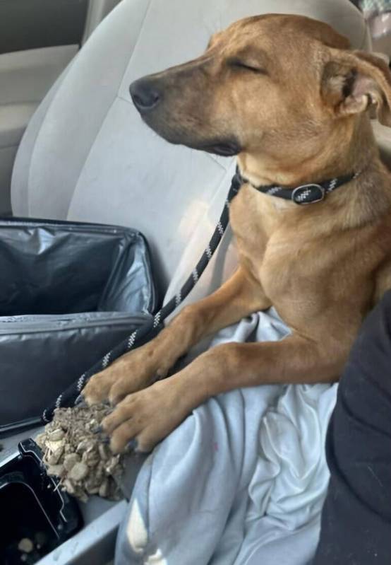 One of the four dogs rescued from the Mojave Desert after being found near Baker, California, a ...