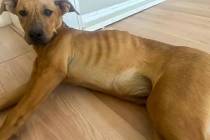 An emaciated dog rescued from the Mojave Desert after being found near Baker, California, in ea ...