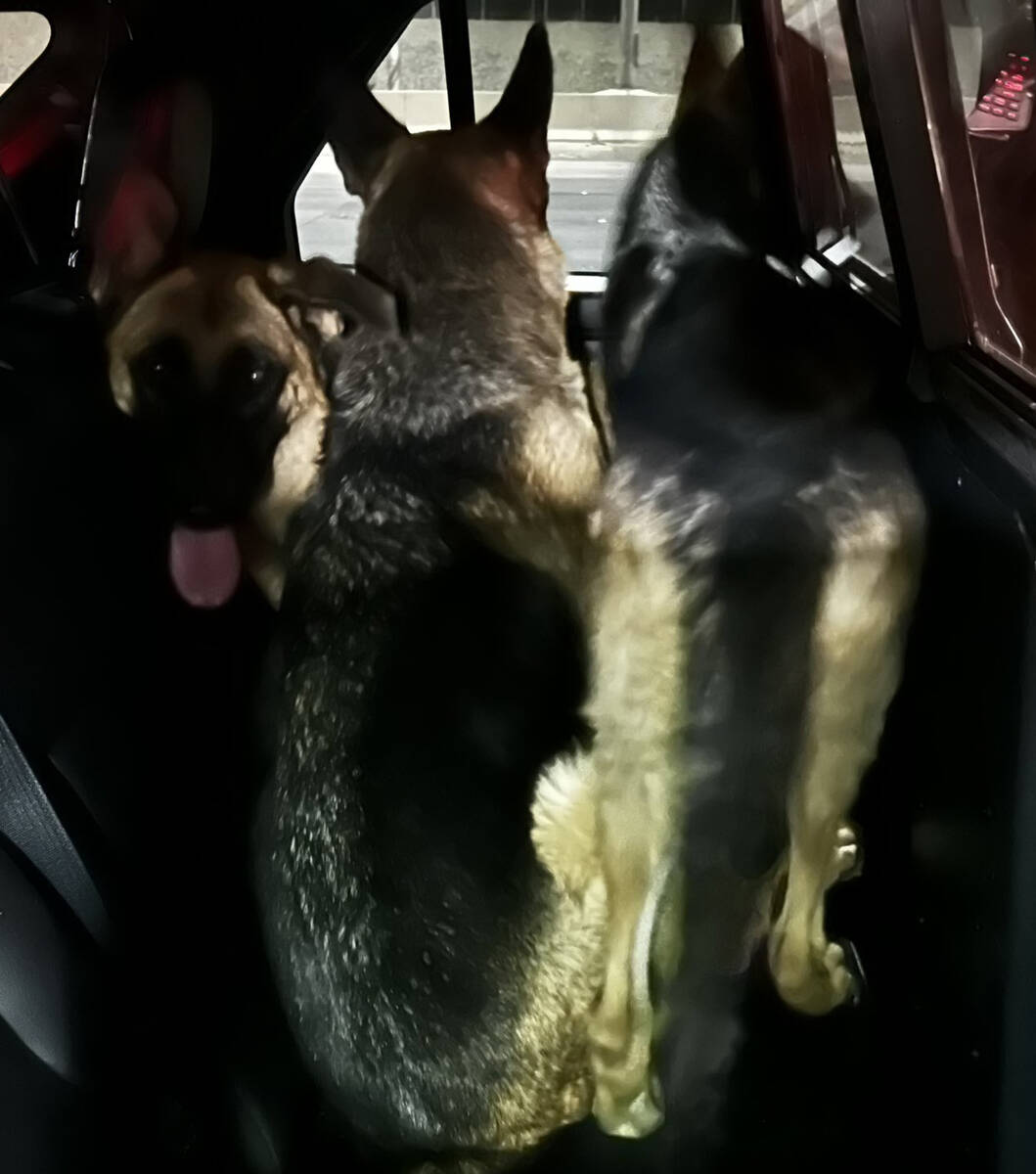 This photo from the Nevada Highway Patrol shows three German shepherds rescued by the Highway P ...