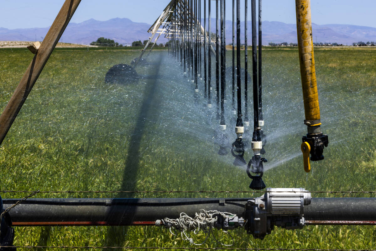 A field is watered on Ponderosa Dairies which produces a lot of milk for the Clark County Schoo ...