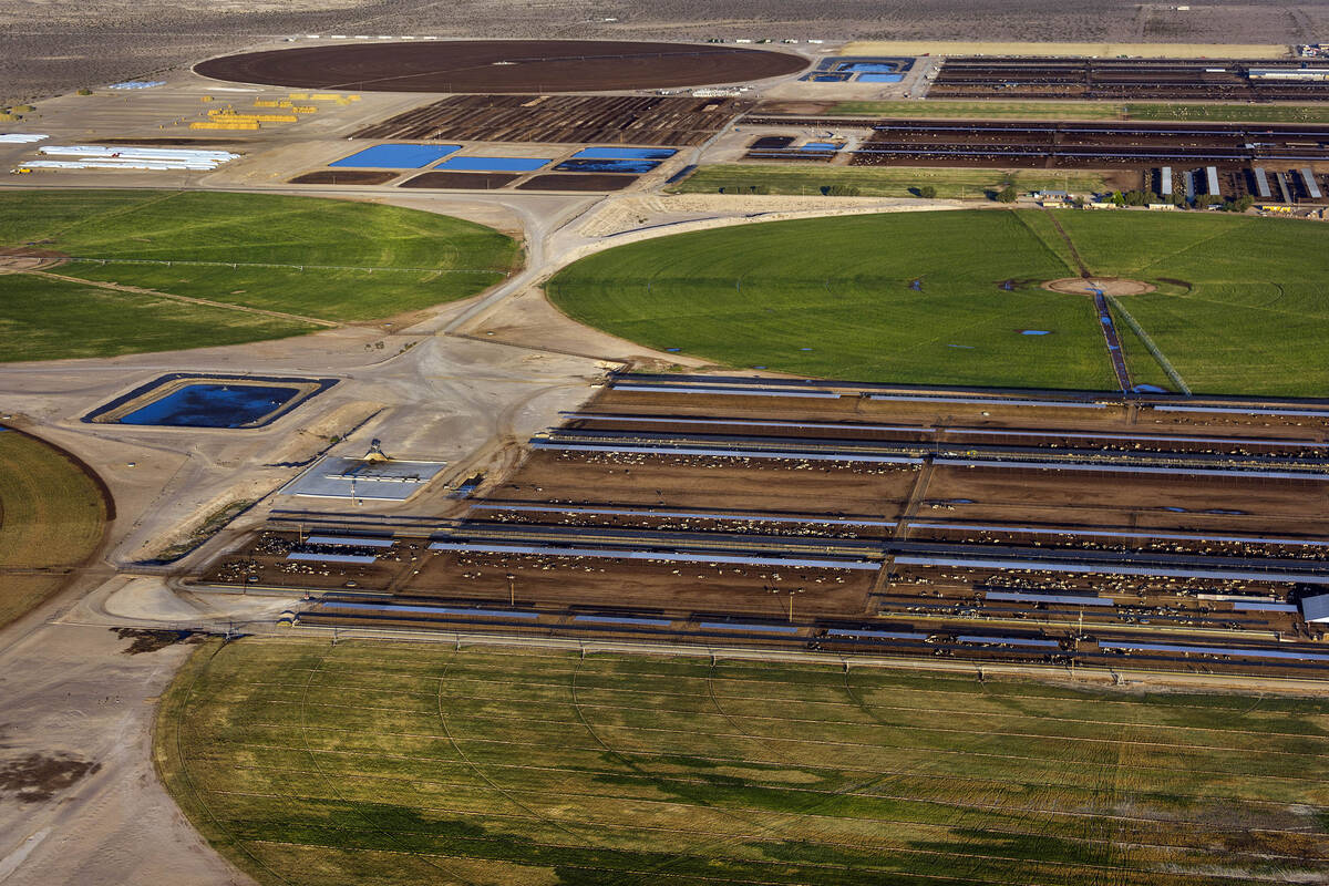 As the larger water user in the area Ponderosa Dairies is comprised of milk cows housed in open ...