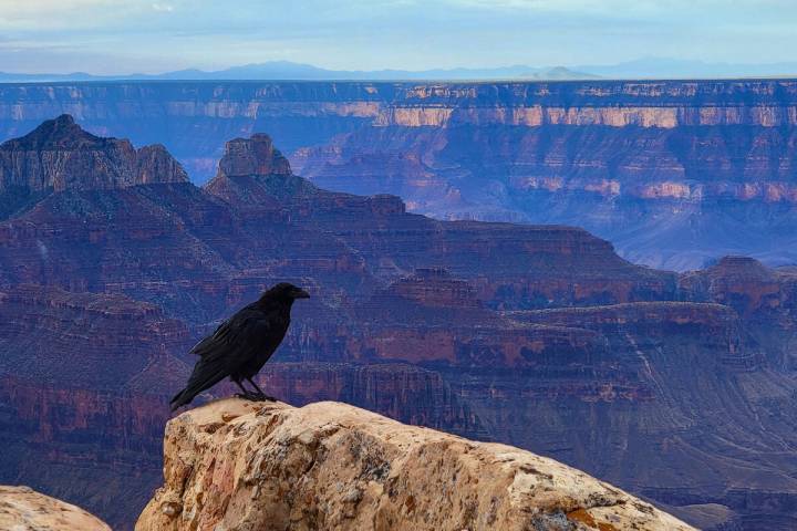 A raven perches above the Grand Canyon. (Natalie Burt)