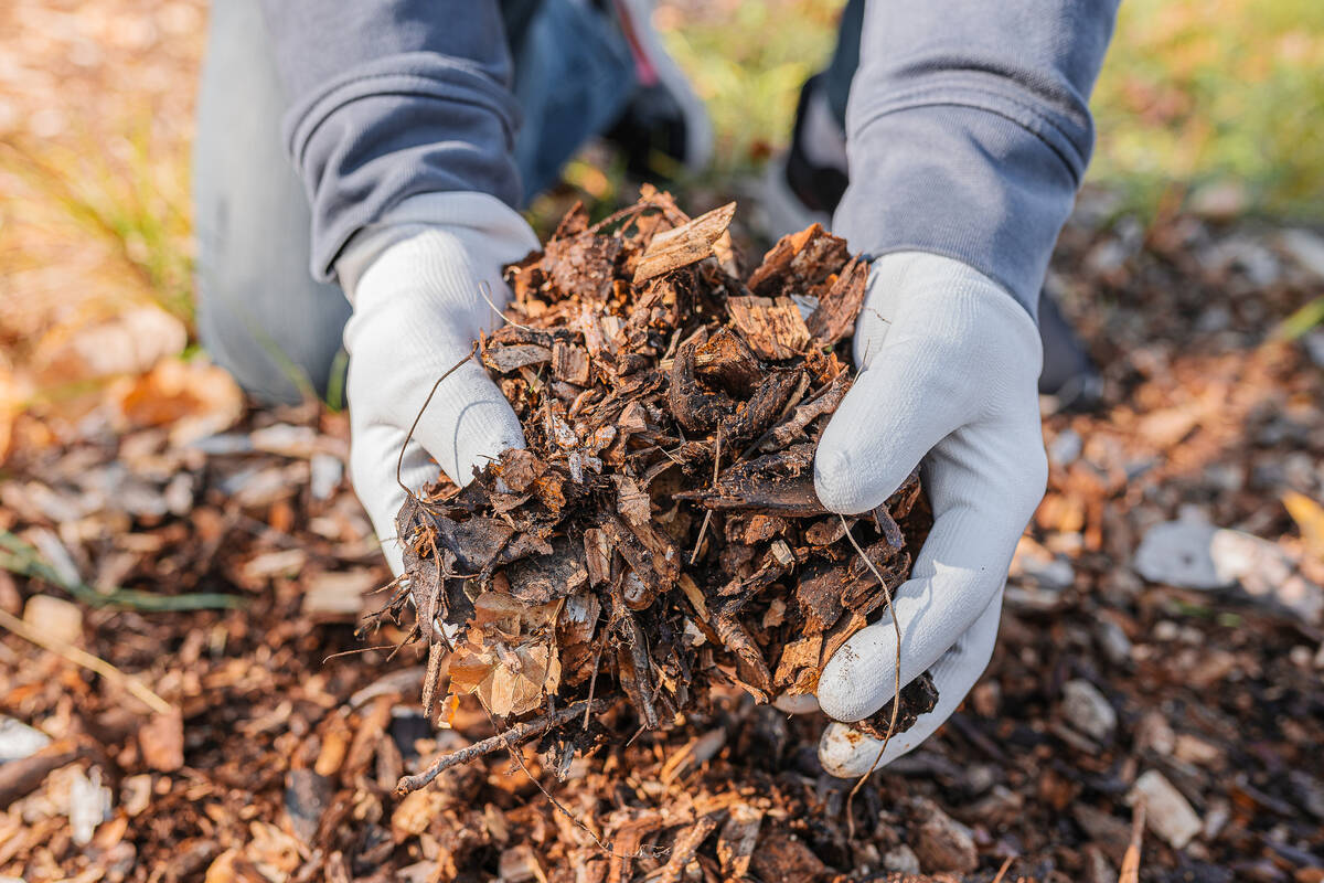 Rotting wood chips will add organics slowly back into the soil to enrich it. (Getty Images)