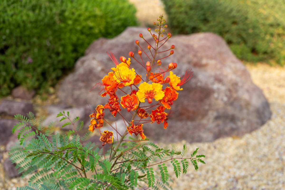 Deep, infrequent watering is key with red bird of paradise. (Getty Images)