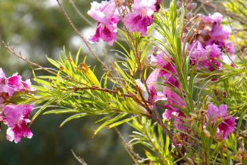 Desert willow is a fragrant, flowering native of the Southwest that thrives in our dry heat. (G ...