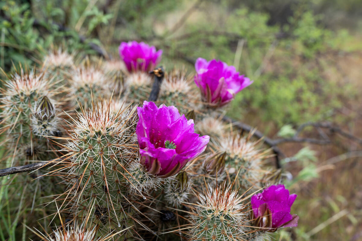 For cactuses, three or four irrigations each year is all that is needed. (Getty Images)