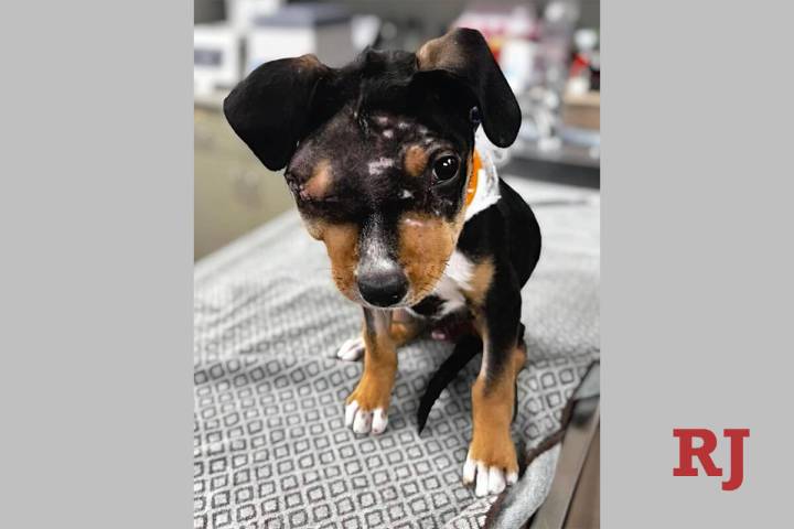 The puppy, a 10-week-old male rottweiler mix nicknamed “Seven” by employees, is still under ...